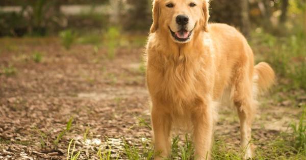 Green Light For Dog Boarding Kennels Despite 16 Objections Alpha Newspaper Group