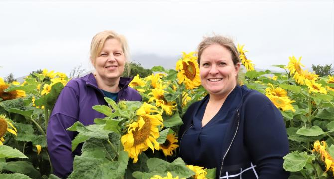 Kilkeel church opens sunflower field to 'enjoy God's creation'